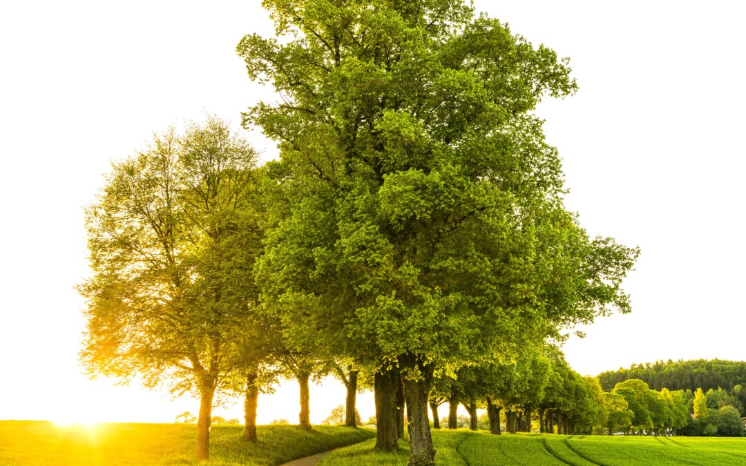 Webinarium – Wstęp do diagnozowania oraz możliwości i metody ograniczania chorób drzew